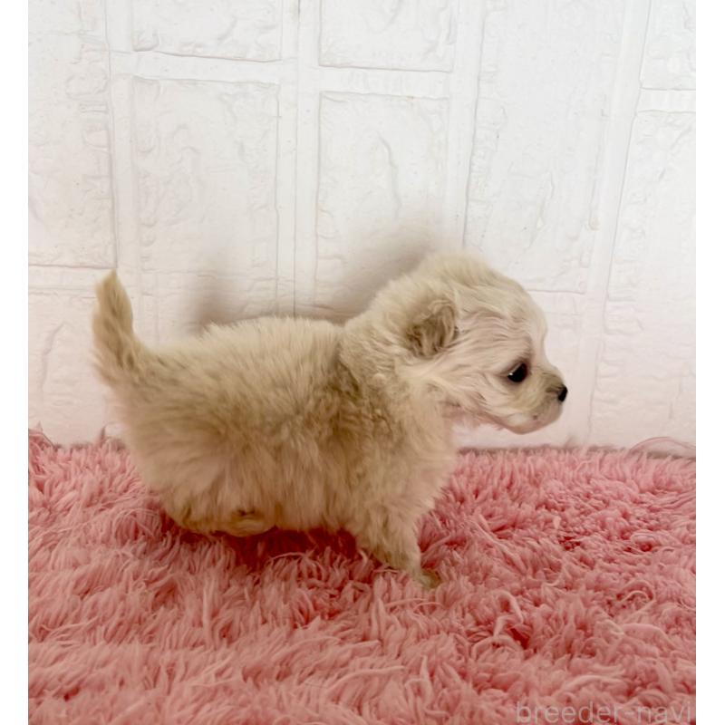 販売中の北海道のマルプー:マルチーズ×トイプードル-430326の3枚目