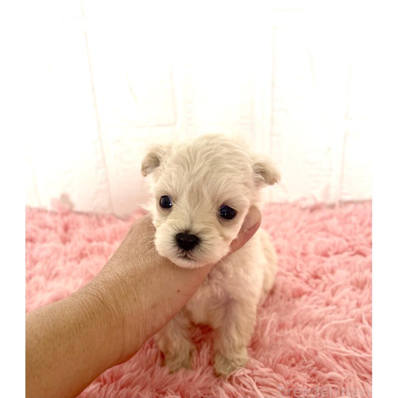 販売中の北海道のマルプー:マルチーズ×トイプードル-430326の2枚目