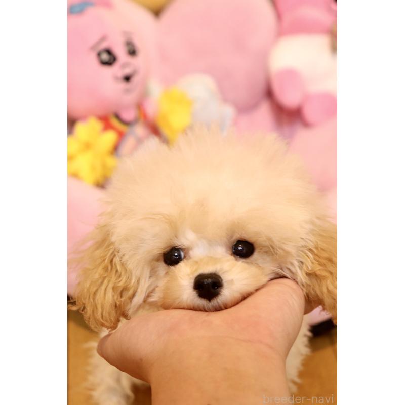 販売中の宮城県のティーカッププードル-423047