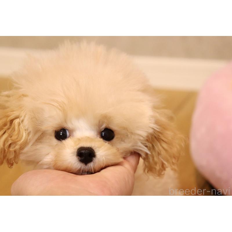 販売中の宮城県のティーカッププードル-423047