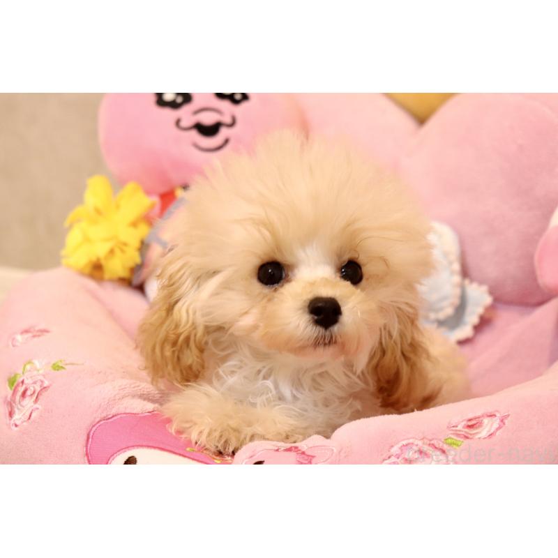 販売中の宮城県のティーカッププードル-423047