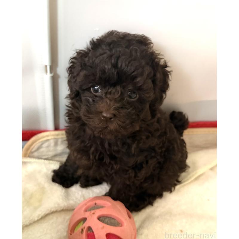 販売中ののトイプードル-423465