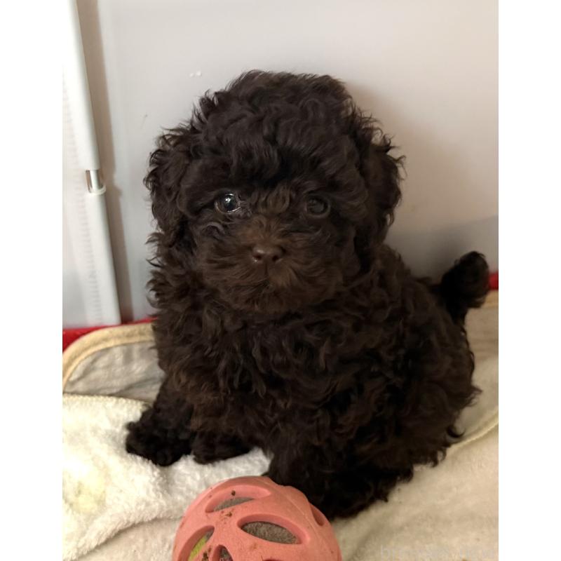 販売中の埼玉県のトイプードル-423465の7枚目