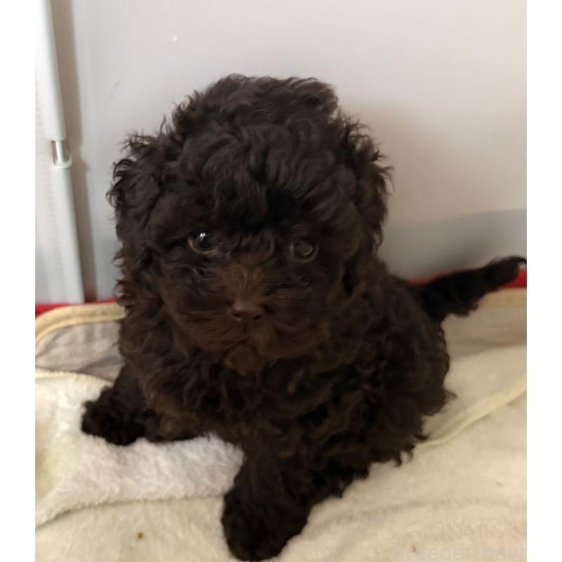 販売中の埼玉県のトイプードル-423465の6枚目