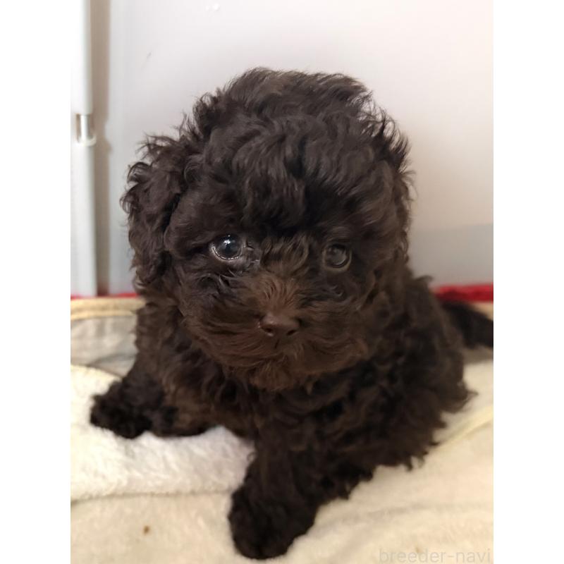 販売中の埼玉県のトイプードル-423465の5枚目