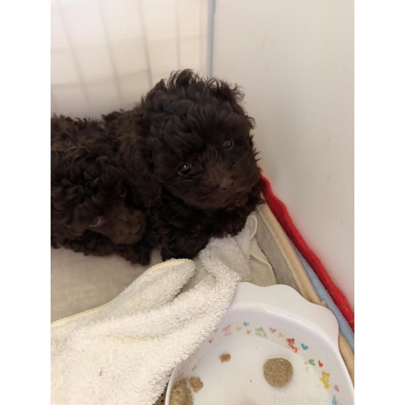 販売中の埼玉県のトイプードル-423465の4枚目