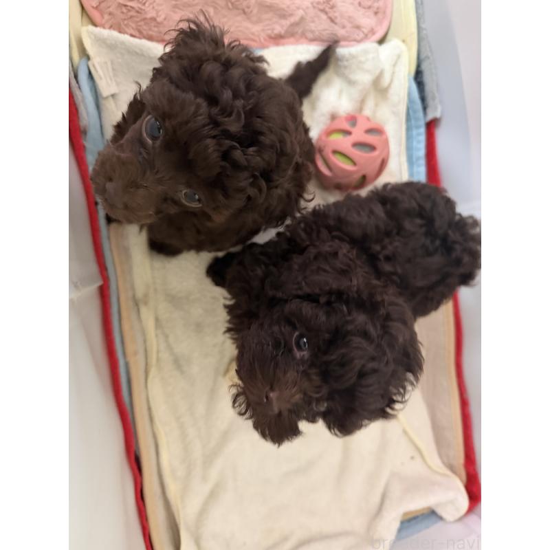 販売中の埼玉県のトイプードル-423465の3枚目