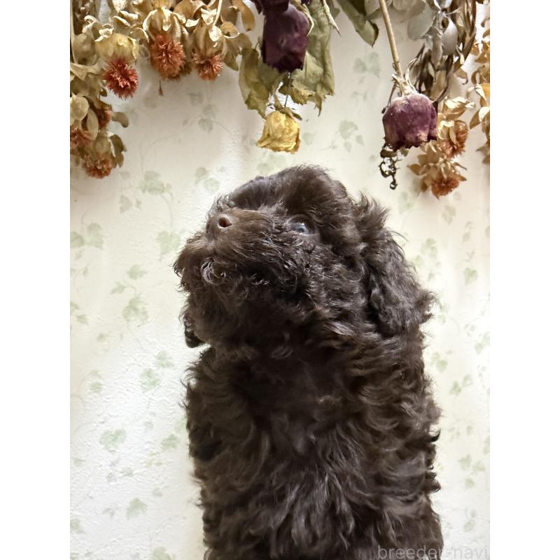 販売中の埼玉県のトイプードル-423465の2枚目