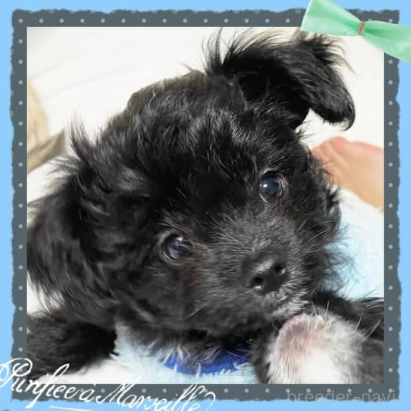 成約済の静岡県のチワプー:チワワ×トイプードル-417084の6枚目