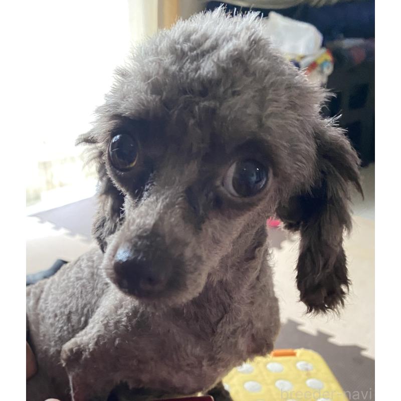 ミクママちゃん1枚目