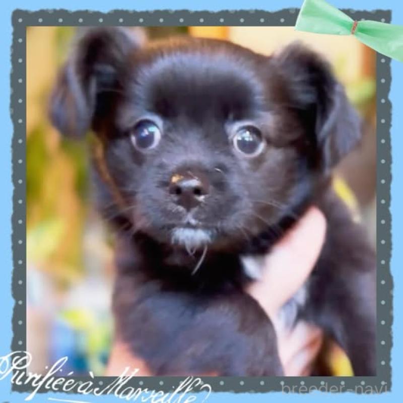 販売中の静岡県のチワプー:チワワ×トイプードル-414280の2枚目