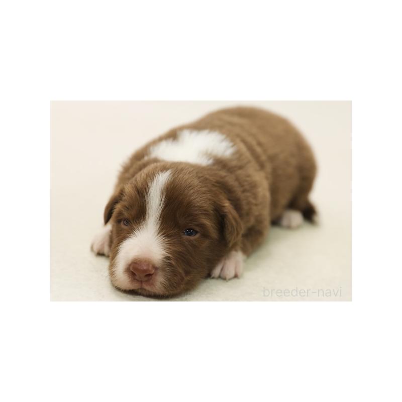 販売中の神奈川県のボーダーコリー-430121