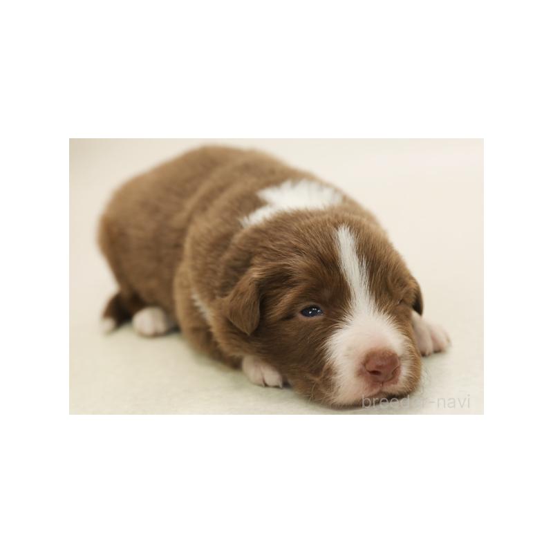 成約済の神奈川県のボーダーコリー-430121の6枚目