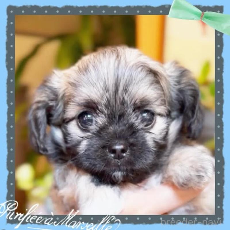 販売中の静岡県のチワプー:チワワ×トイプードル-417083の3枚目