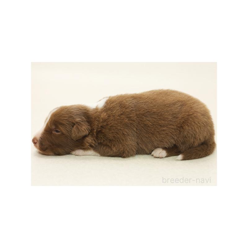 成約済の神奈川県のボーダーコリー-430121の5枚目