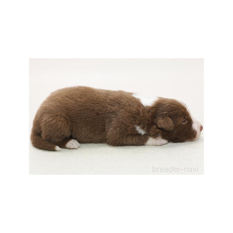 成約済の神奈川県のボーダーコリー-430121の4枚目