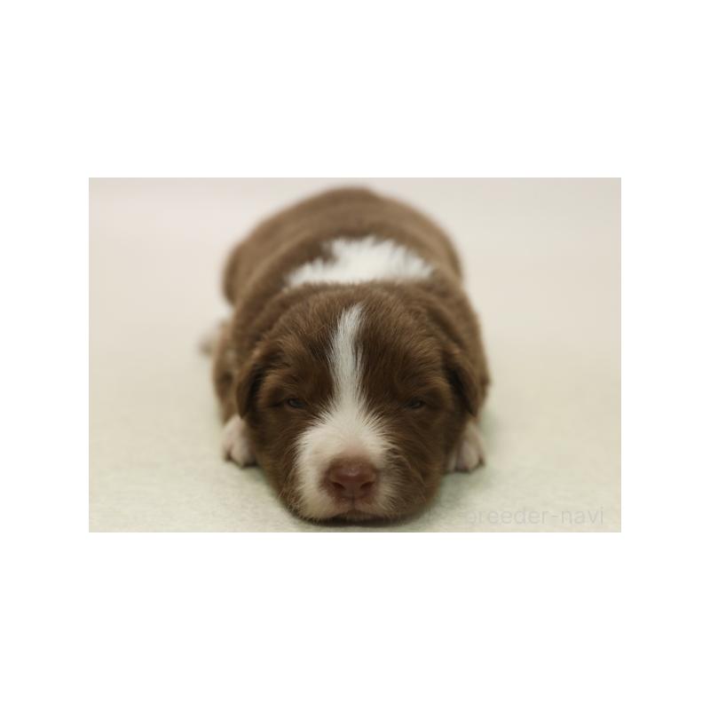 成約済の神奈川県のボーダーコリー-430121の3枚目