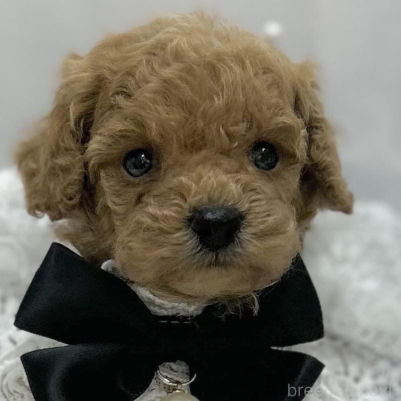 販売中の愛知県のタイニープードル-429317