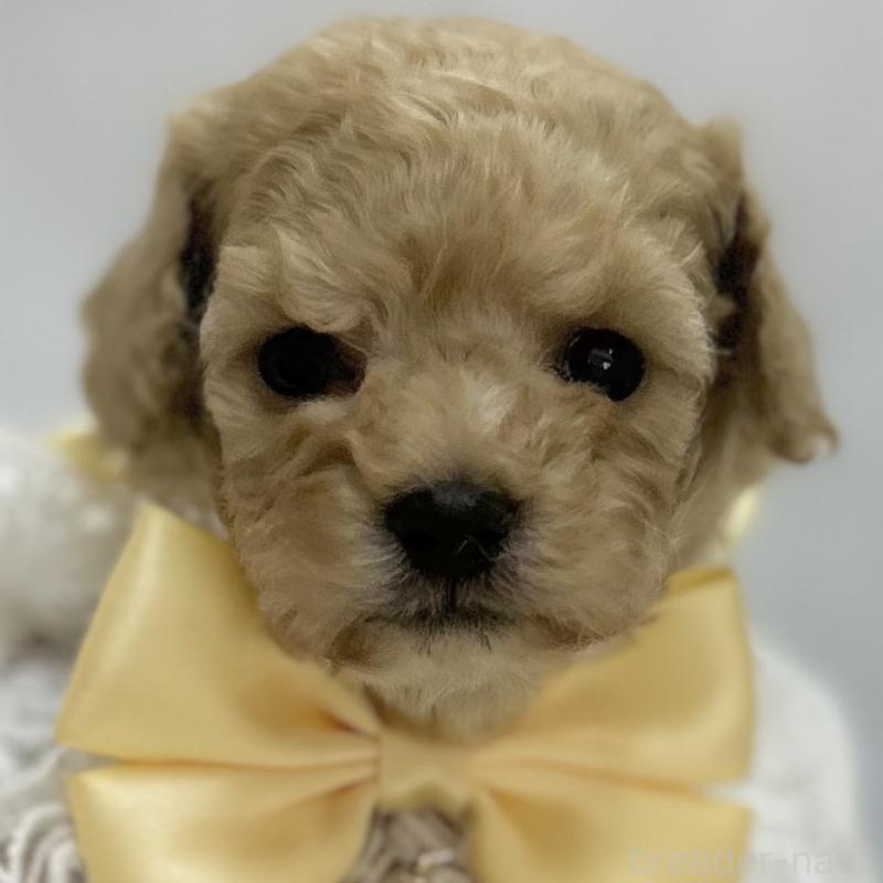 販売中の愛知県のタイニープードル-429315