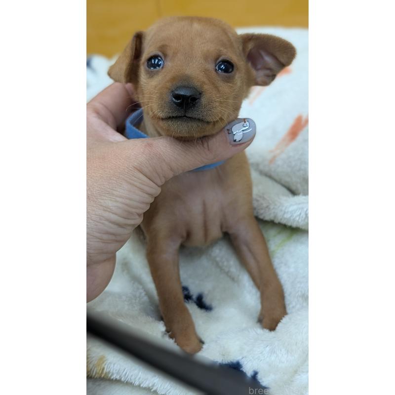 販売中の愛知県のミニチュアピンシャー(ミニピン)-428586の24枚目