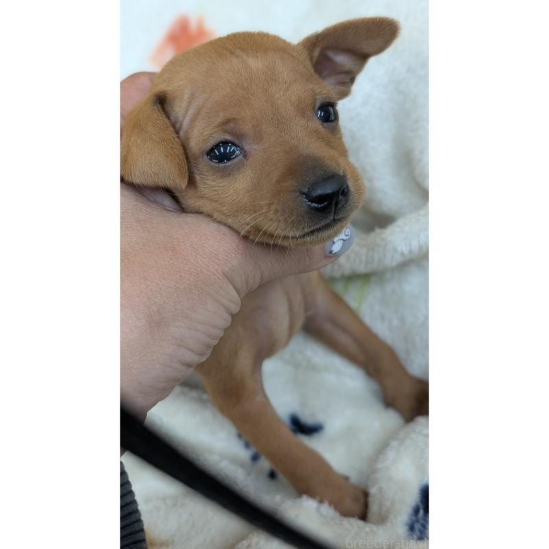 販売中の愛知県のミニチュアピンシャー(ミニピン)-428586の23枚目