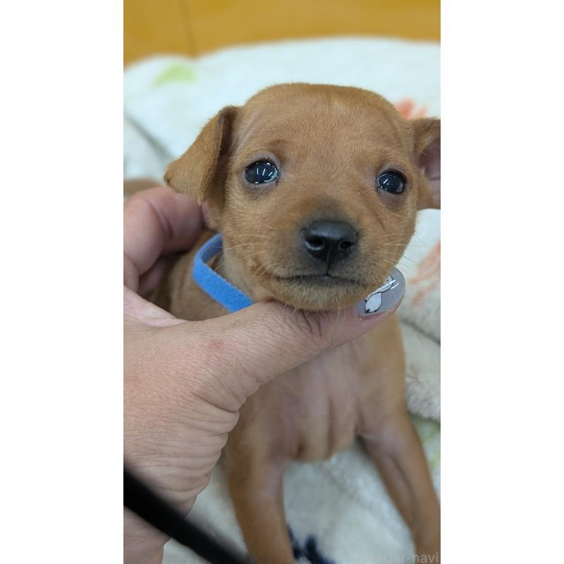 販売中の愛知県のミニチュアピンシャー(ミニピン)-428586の22枚目