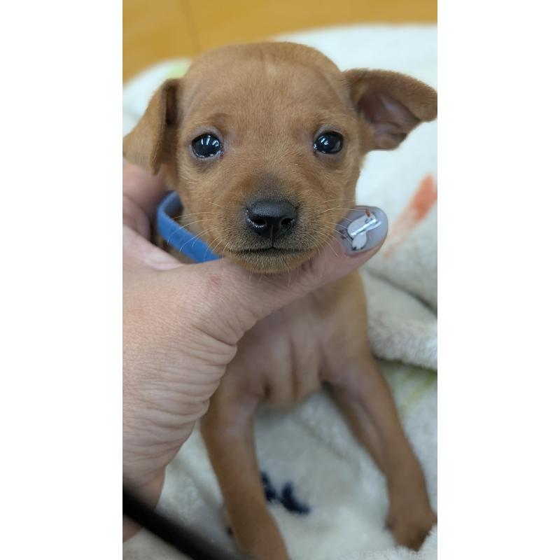 販売中の愛知県のミニチュアピンシャー(ミニピン)-428586の21枚目