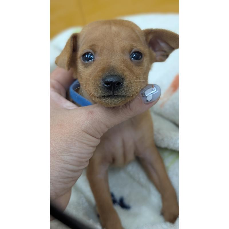 販売中の愛知県のミニチュアピンシャー(ミニピン)-428586の20枚目