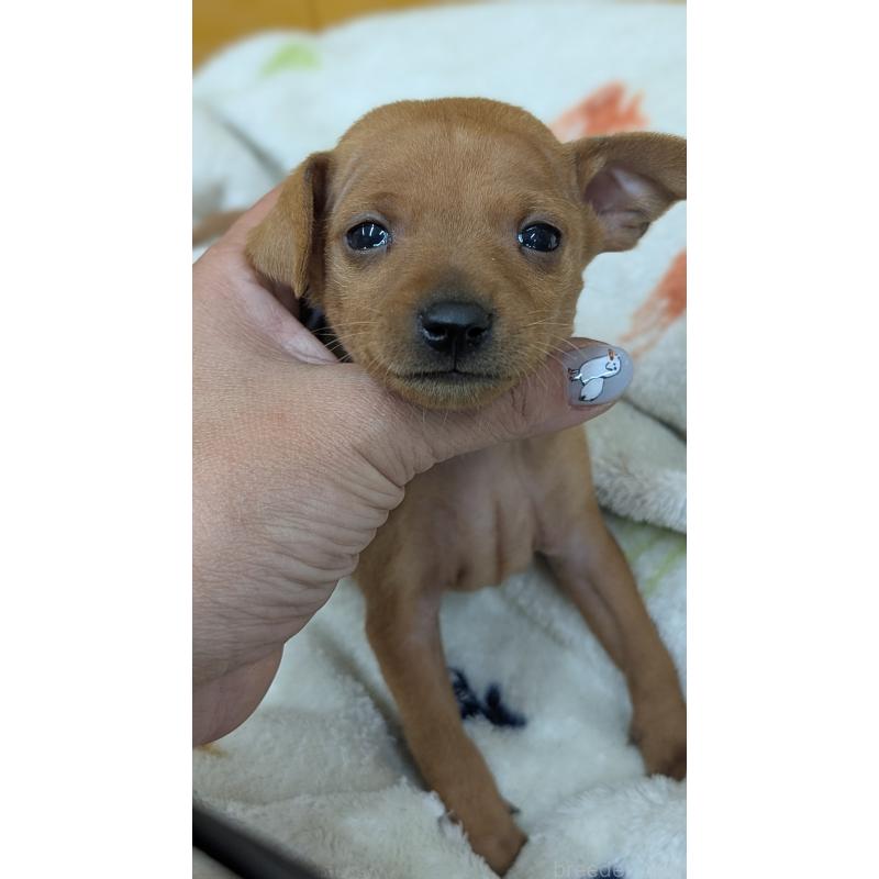 販売中の愛知県のミニチュアピンシャー(ミニピン)-428586の19枚目