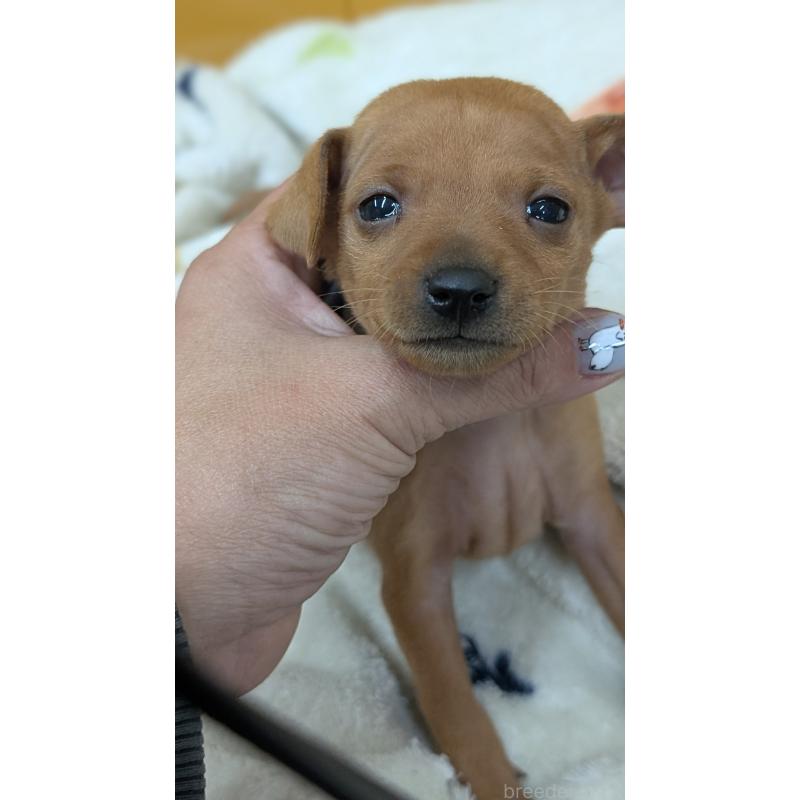 販売中の愛知県のミニチュアピンシャー(ミニピン)-428586の18枚目