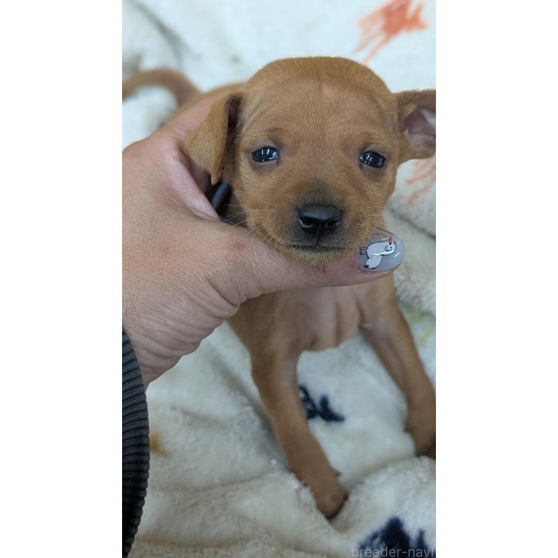 販売中の愛知県のミニチュアピンシャー(ミニピン)-428586の17枚目