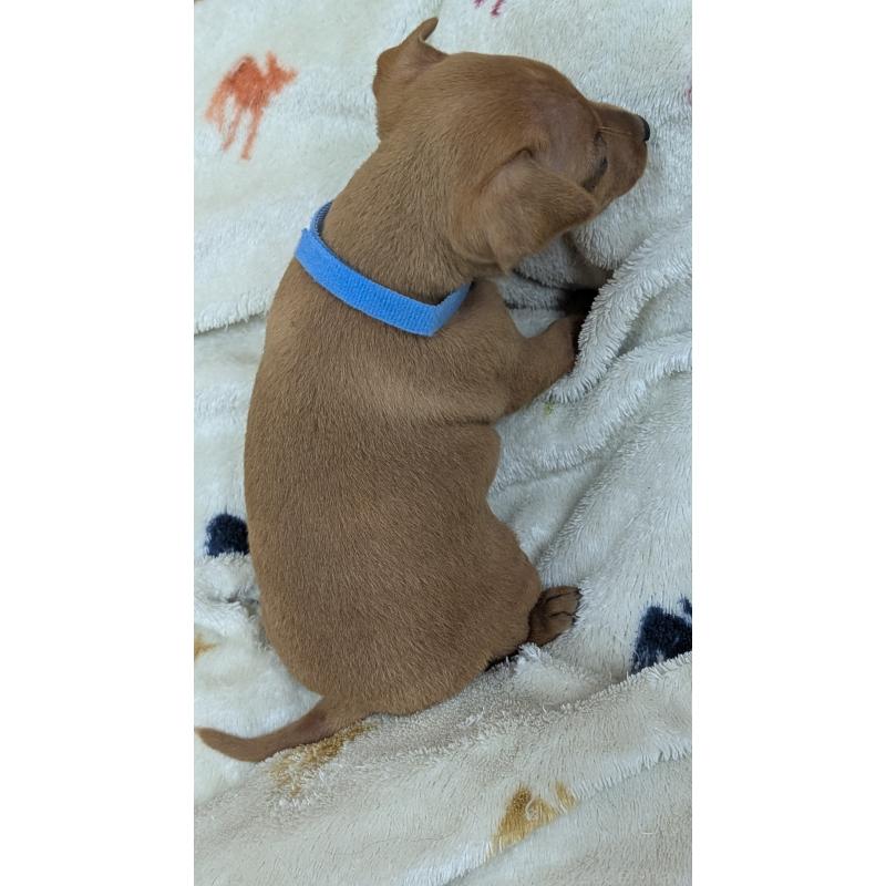 販売中の愛知県のミニチュアピンシャー(ミニピン)-428586の16枚目