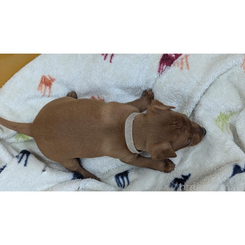 販売中の愛知県のミニチュアピンシャー(ミニピン)-428585の27枚目