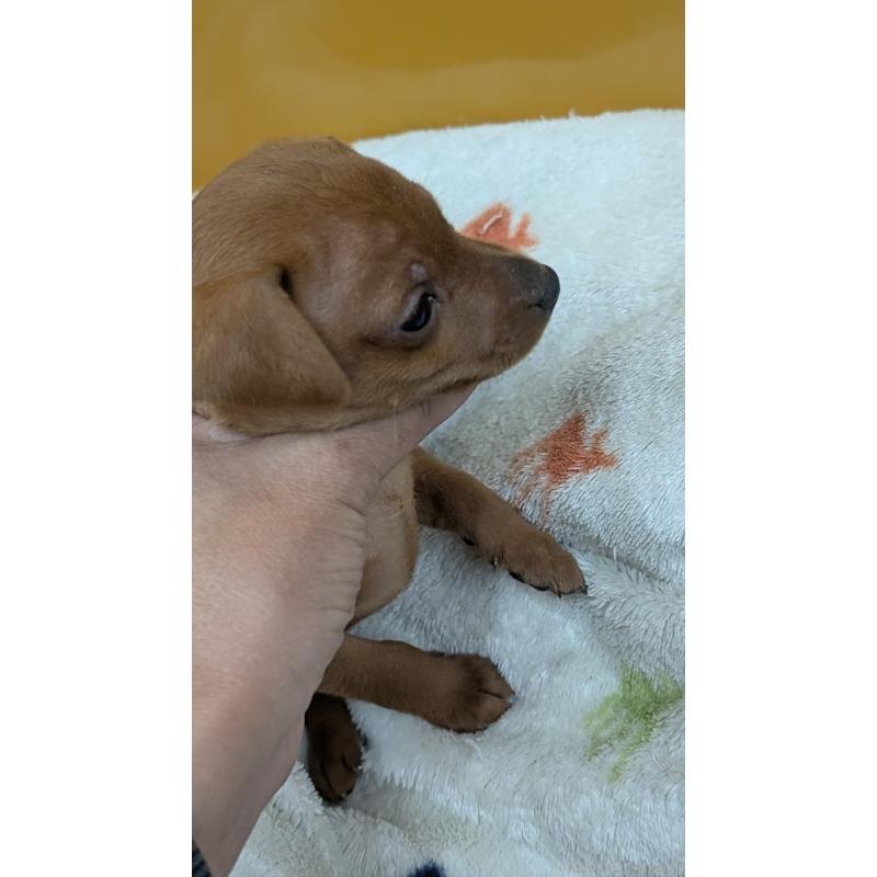 販売中の愛知県のミニチュアピンシャー(ミニピン)-428585の24枚目