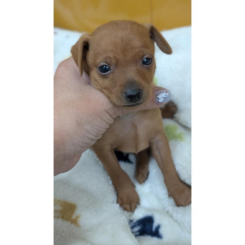 販売中の愛知県のミニチュアピンシャー(ミニピン)-428585の22枚目