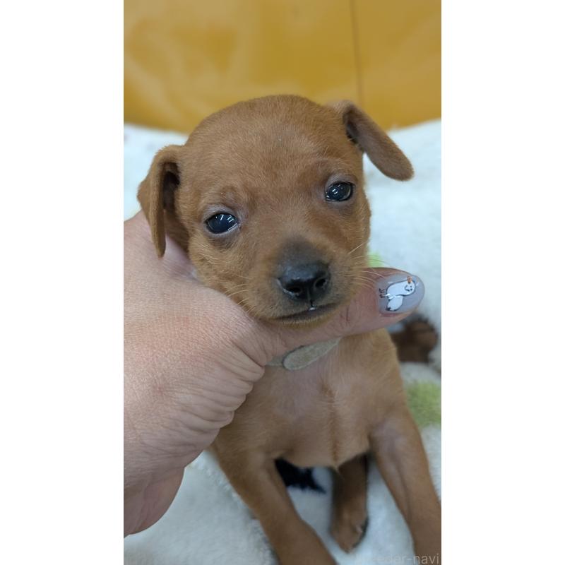 販売中の愛知県のミニチュアピンシャー(ミニピン)-428585の21枚目