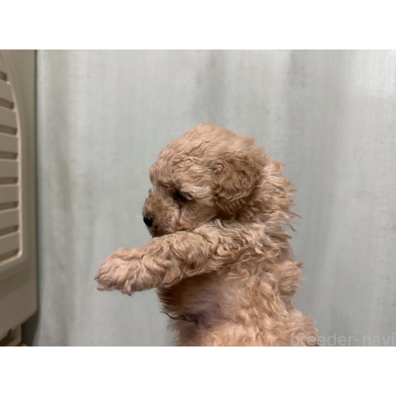 販売中の熊本県のトイプードル-430328の7枚目