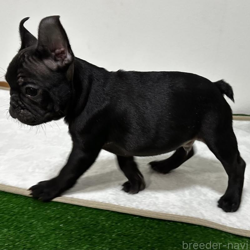 販売中の兵庫県のフレンチブルドッグ-426937の10枚目