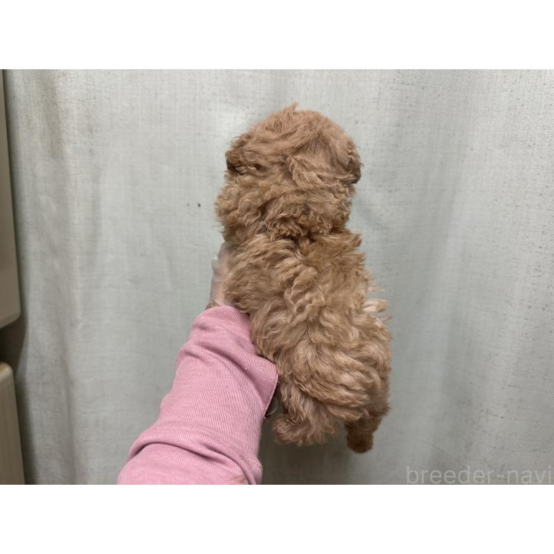 販売中の熊本県のトイプードル-430328の6枚目