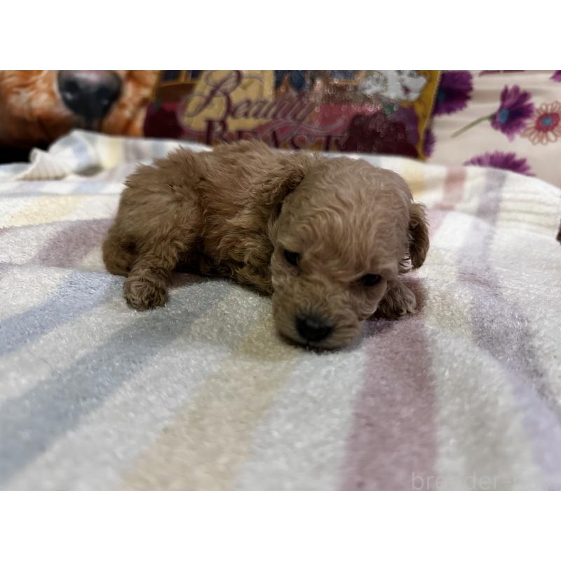 販売中の熊本県のトイプードル-430328の4枚目