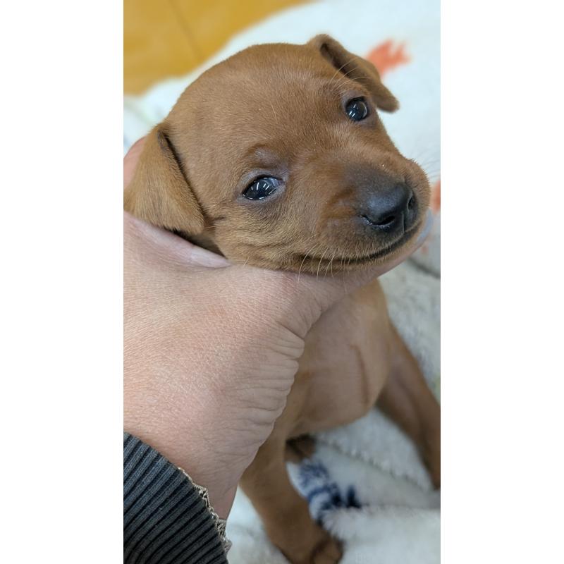 販売中の愛知県のミニチュアピンシャー(ミニピン)-428587の30枚目