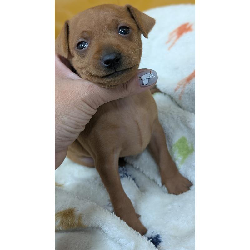 販売中の愛知県のミニチュアピンシャー(ミニピン)-428587の29枚目