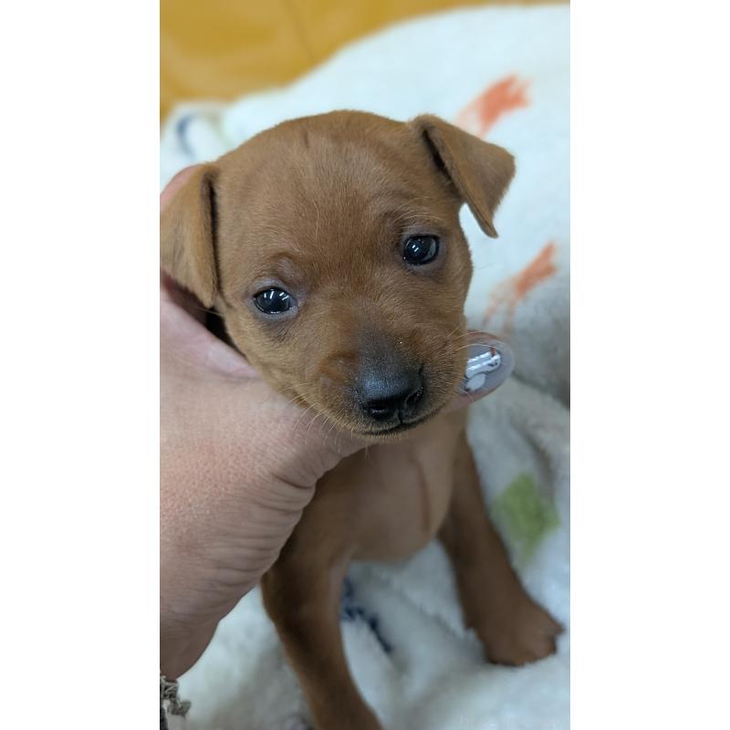 販売中の愛知県のミニチュアピンシャー(ミニピン)-428587の28枚目