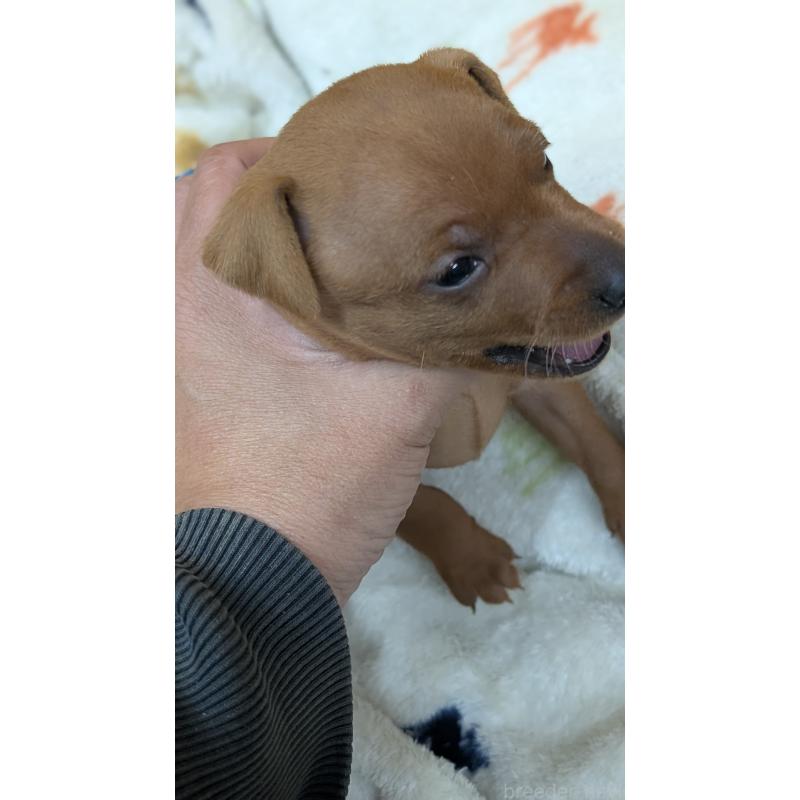 販売中の愛知県のミニチュアピンシャー(ミニピン)-428587の27枚目