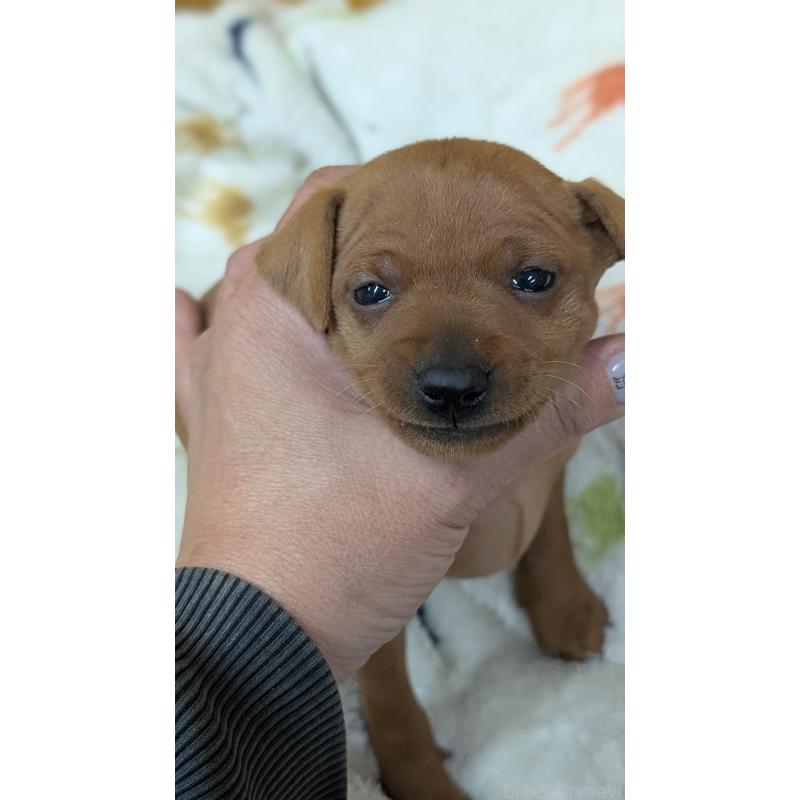 販売中の愛知県のミニチュアピンシャー(ミニピン)-428587の26枚目