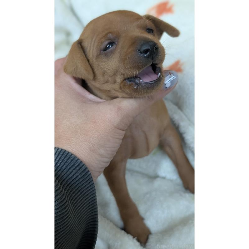 販売中の愛知県のミニチュアピンシャー(ミニピン)-428587の25枚目