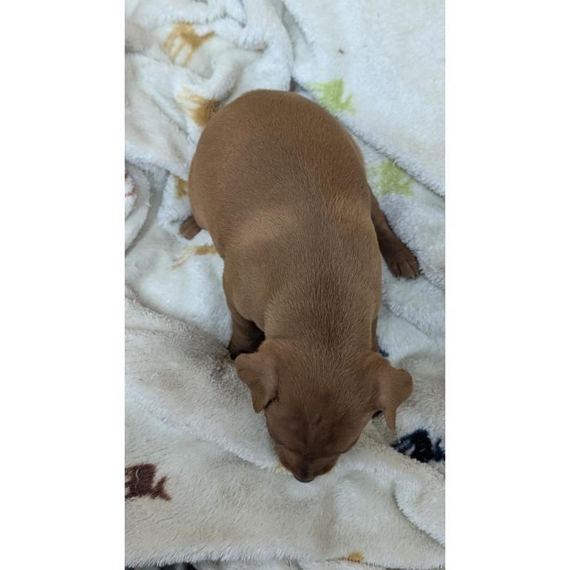 販売中の愛知県のミニチュアピンシャー(ミニピン)-428587の24枚目