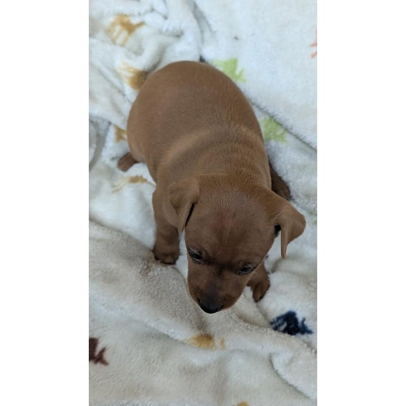 販売中の愛知県のミニチュアピンシャー(ミニピン)-428587の23枚目