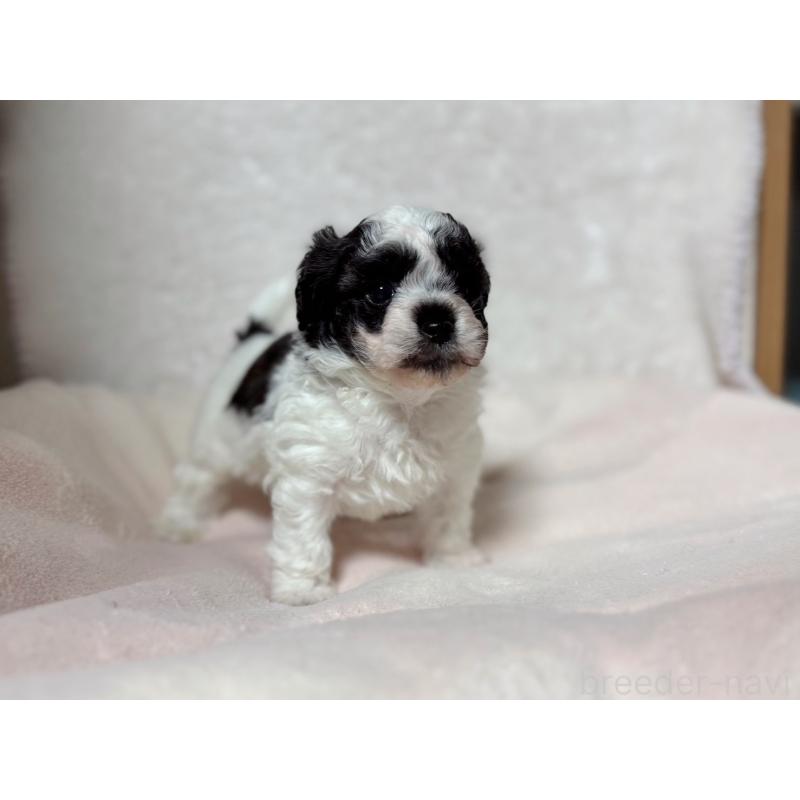 販売中の東京都のミックス犬-426478