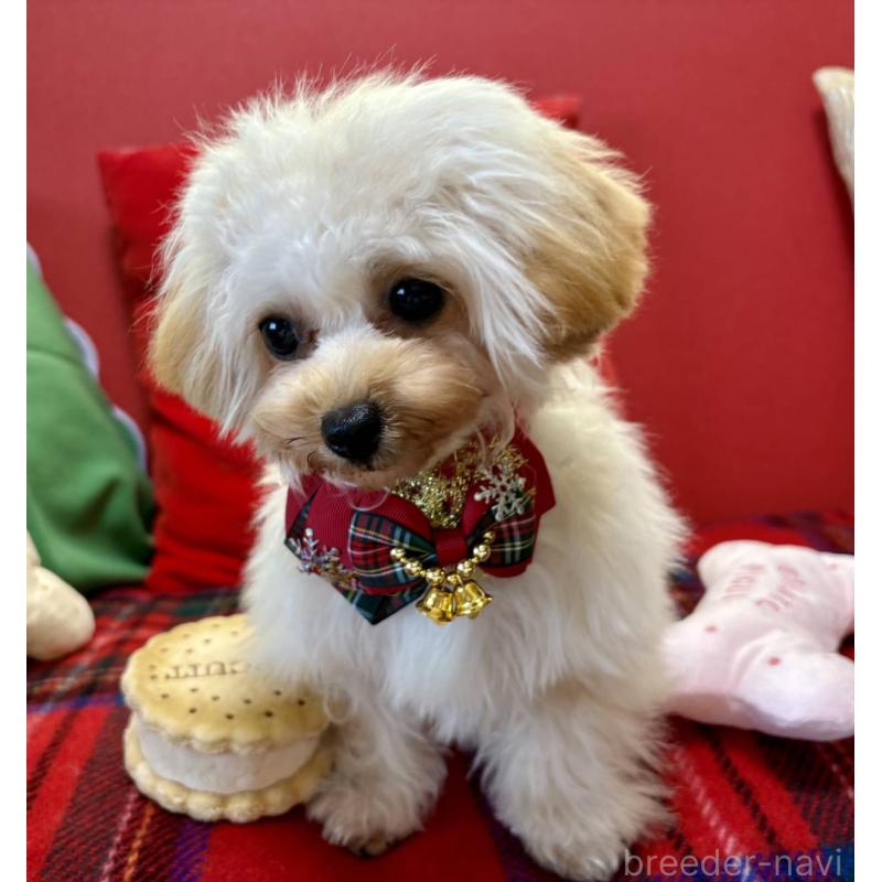 販売中の香川県のティーカッププードル-396840の9枚目